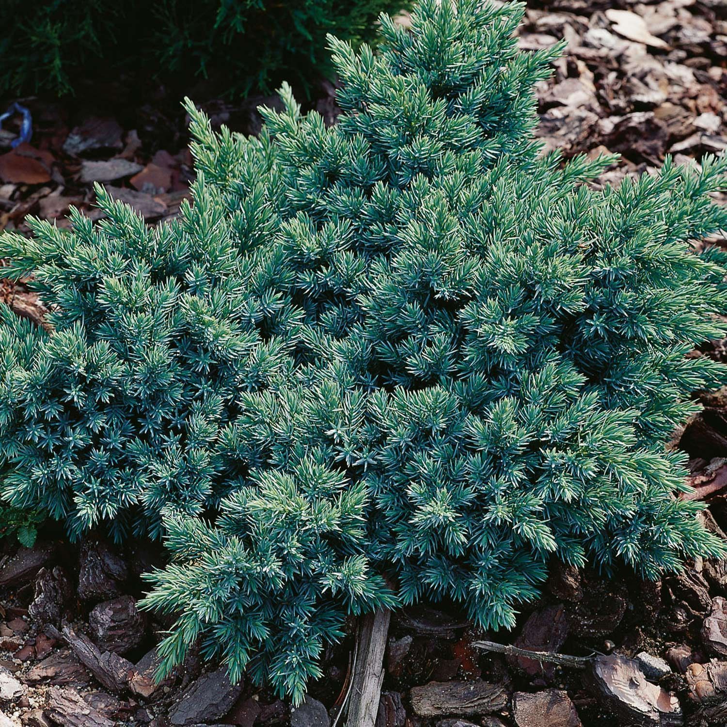 Juniperus Squamata Blue Star Lahus Juniperus Squamata Blue Star Lahus