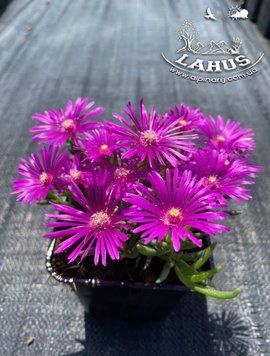 Delosperma Cooperi