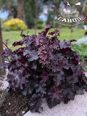 Heuchera 'Purple Petticoats'