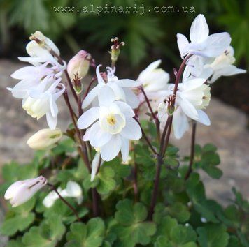 Aquilegia Flabellata White