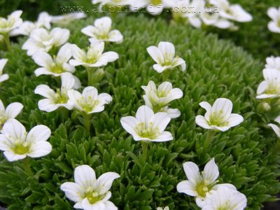 Saxifraga arendsii 'Weisser Zwerg'