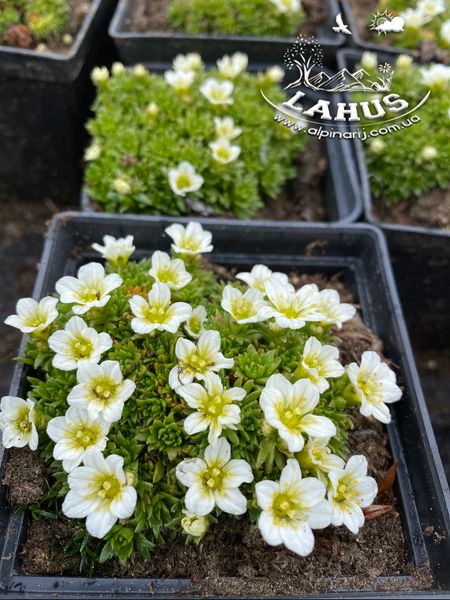 Saxifraga arendsii 'Weisser Zwerg'