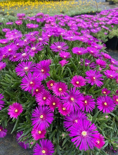 Delosperma Cooperi