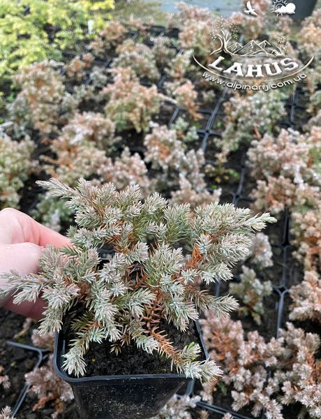 Juniperus squamata' Blue Star'