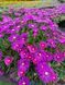 Delosperma Cooperi
