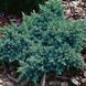 Juniperus squamata' Blue Star'