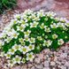 Saxifraga arendsii 'Weisser Zwerg'