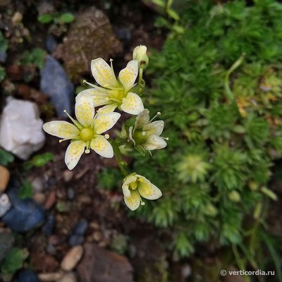 Saxifraga Bronchialis