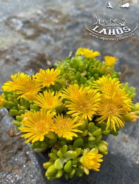 Delosperma Deschampsii