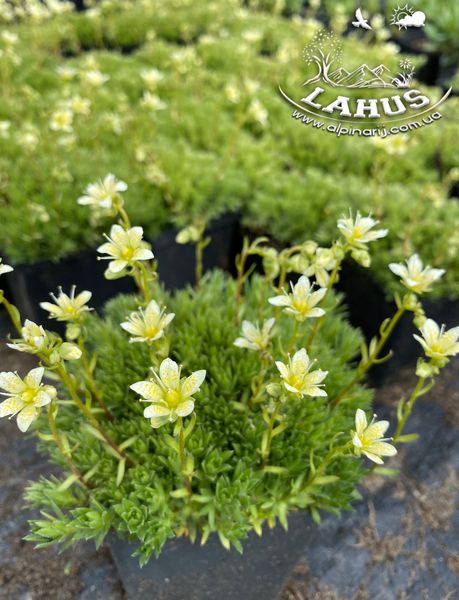 Saxifraga Bronchialis