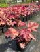 Heuchera world 'Caffe Amaretto'