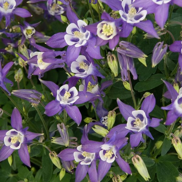 Aquilegia vulgaris 'Winky Blue-White'