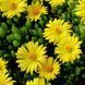 Delosperma Deschampsii
