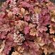 Heuchera world 'Caffe Amaretto'