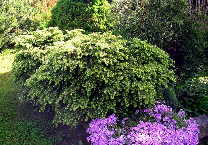 Tsuga canadensis 'Jeddeloh'