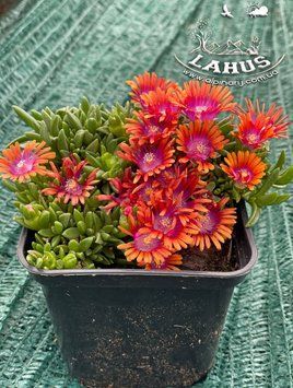 Delosperma 'Fire Spinner '