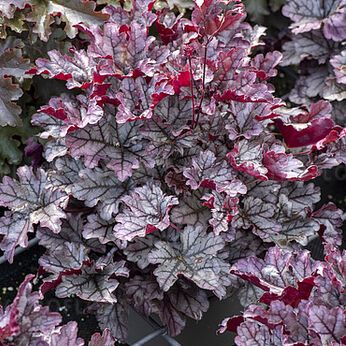 Heuchera world 'Caffe Corretto'