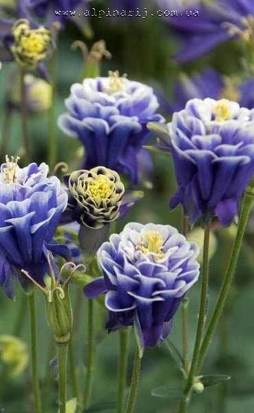 Aquilegia Winky Double Dark Blue