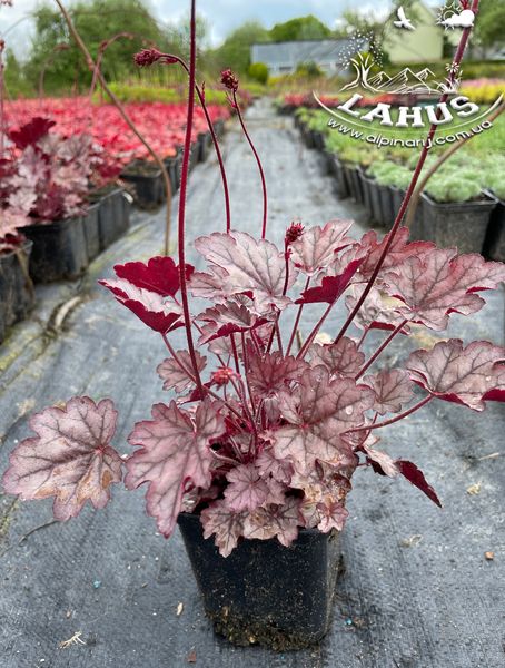 Heuchera world 'Caffe Corretto'