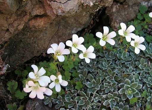 Saxifraga Cartilaginea