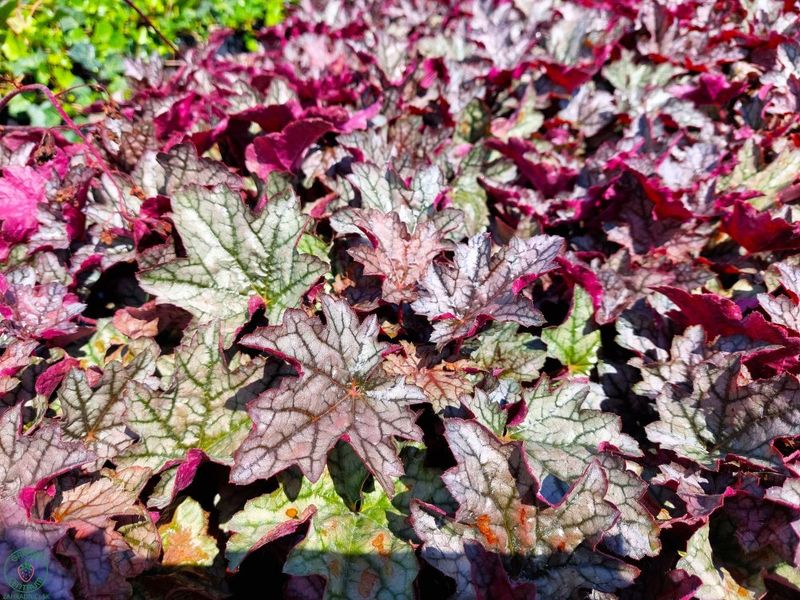 Heuchera world 'Caffe Corretto'