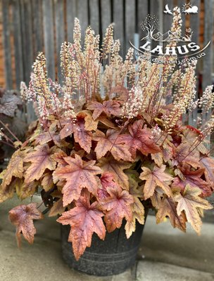 Heucherella "Brass lantern"