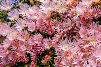 Delosperma 'Kelaidis'