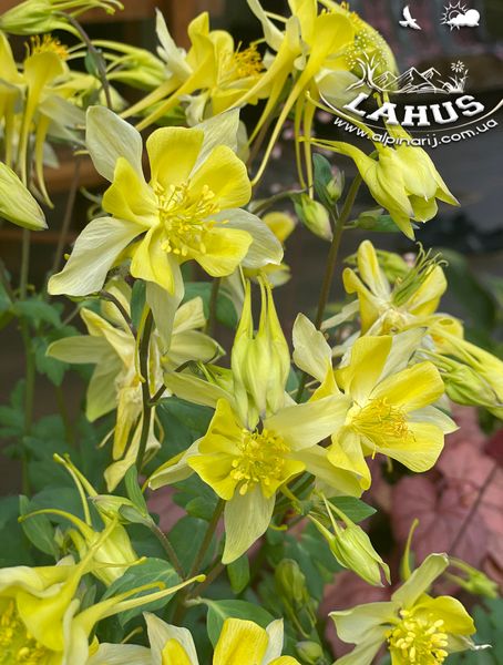 Aquilegia Yellow Princess