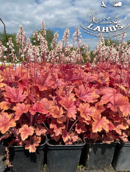 Heucherella "Brass lantern"