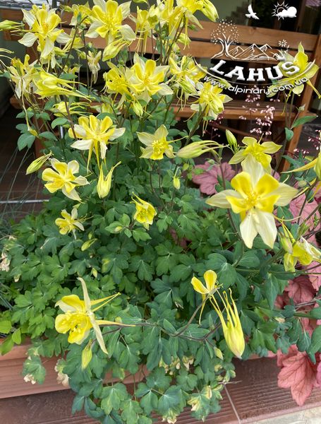 Aquilegia Yellow Princess