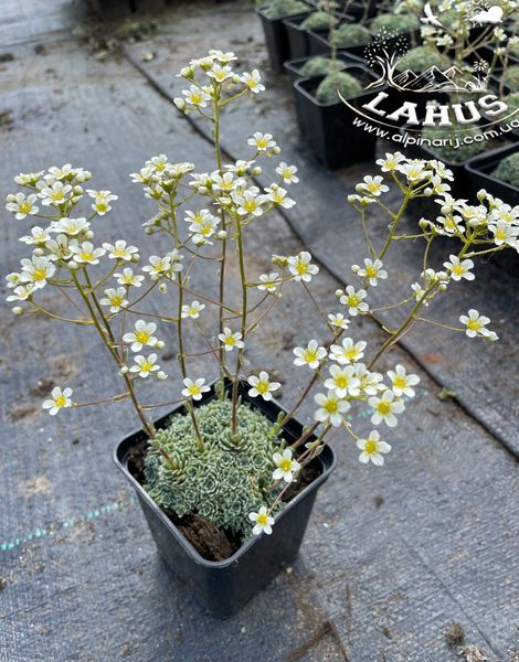 Saxifraga crustata Minima