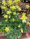 Aquilegia Yellow Princess