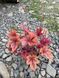 Heucherella "Brass lantern"