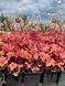 Heucherella "Brass lantern"