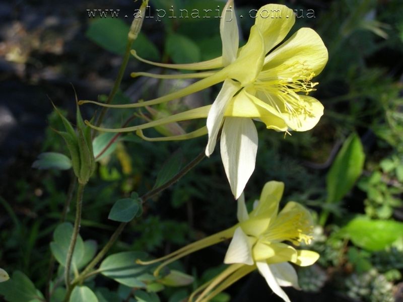 Aquilegia Yellow Princess