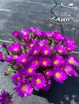 Delosperma Lavisiae