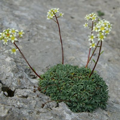 Saxifraga Crustata