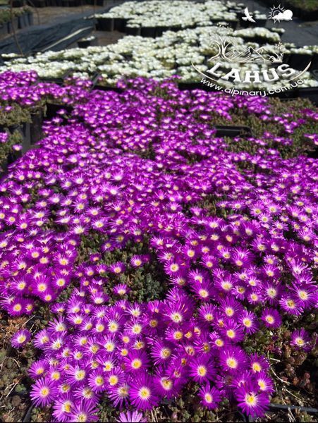 Delosperma Lavisiae