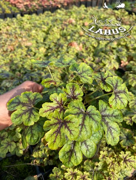 Heucherella "Tapestry"