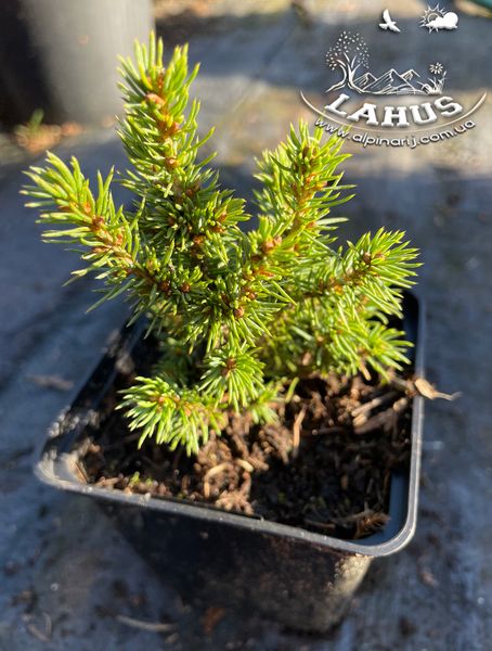 Picea Glauca ‘Alberta Globe’.