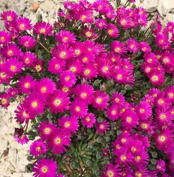 Delosperma Lavisiae