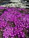 Delosperma Lavisiae