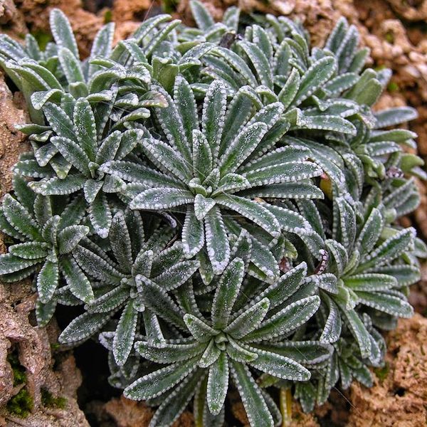 Saxifraga Crustata