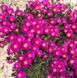 Delosperma Lavisiae