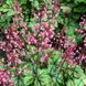 Heucherella "Tapestry"