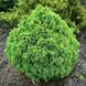 Picea Glauca ‘Alberta Globe’.