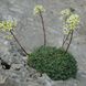 Saxifraga Crustata