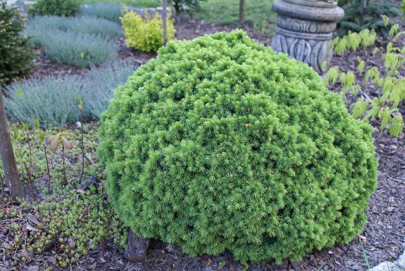 Picea Glauca ‘Alberta Globe’.