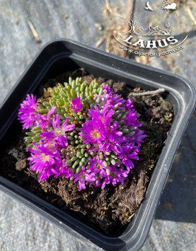 Delosperma Sphalmanthoides