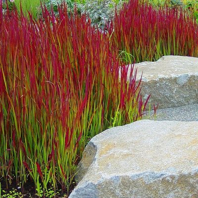 Imperata ' Red Baron '